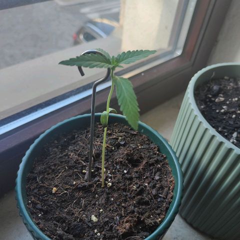 Purple Queen  growlog timeline photo