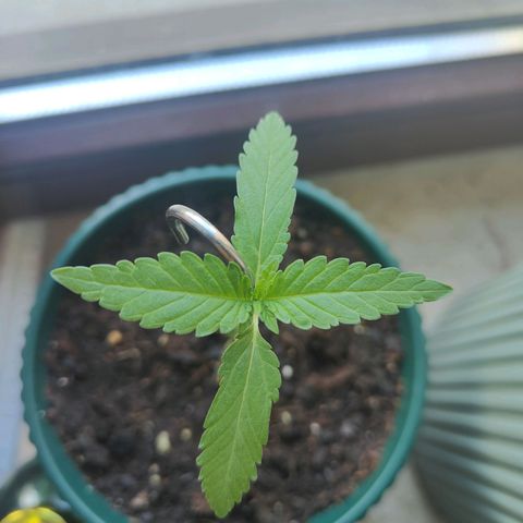 Purple Queen  growlog timeline photo