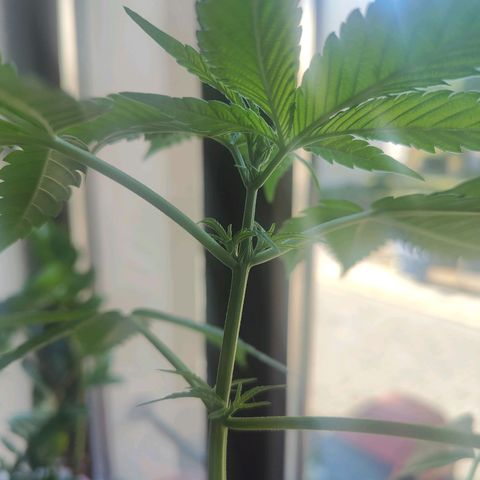 Speedy Chile Lady growlog timeline photo