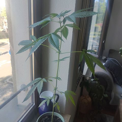 Speedy Chile Lady growlog timeline photo