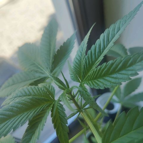 Speedy Chile Lady growlog timeline photo