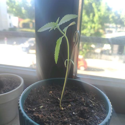 Purple Queen  growlog timeline photo
