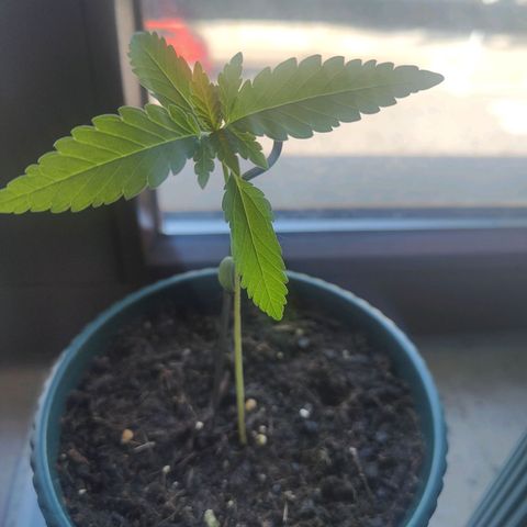 Purple Queen  growlog timeline photo