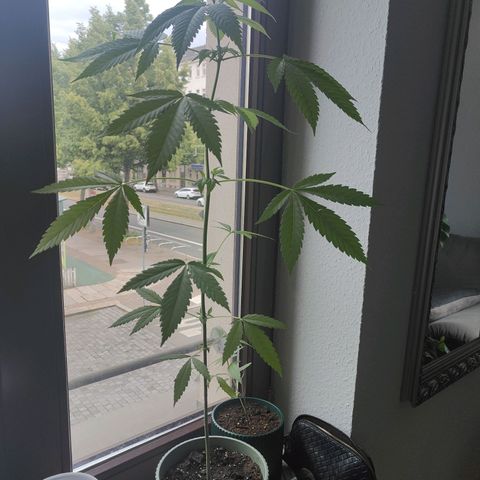 Speedy Chile Lady growlog timeline photo