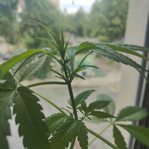 Speedy Chile Lady growlog timeline photo