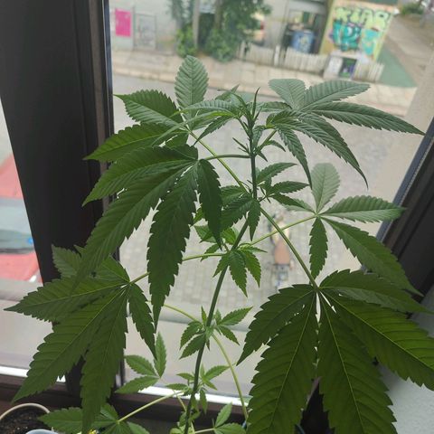 Speedy Chile Lady growlog timeline photo