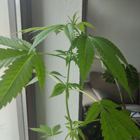 Speedy Chile Lady growlog timeline photo