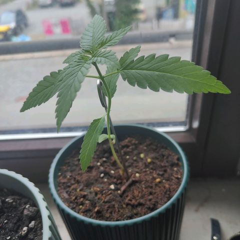 Purple Queen  growlog timeline photo