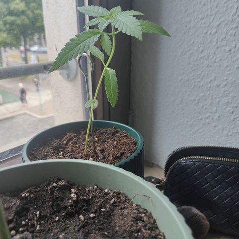 Purple Queen  growlog timeline photo