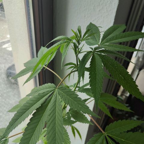 Speedy Chile Lady growlog timeline photo