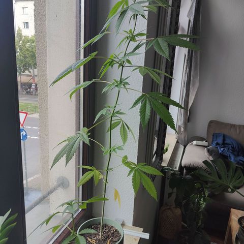 Speedy Chile Lady growlog timeline photo