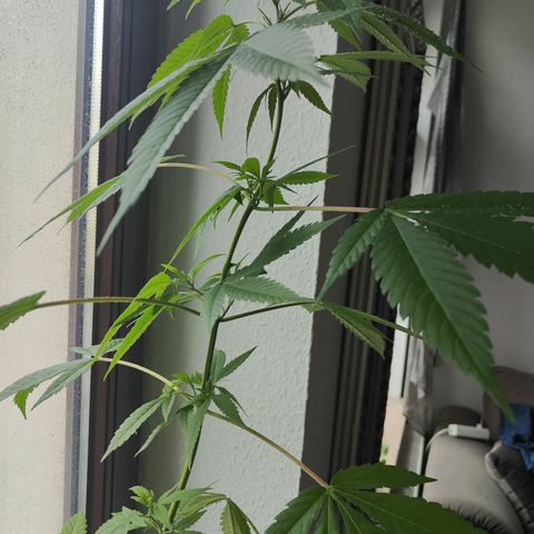 Speedy Chile Lady growlog timeline photo