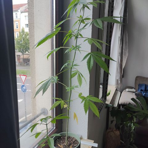Speedy Chile Lady growlog timeline photo