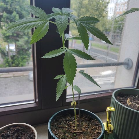 Purple Queen  growlog timeline photo