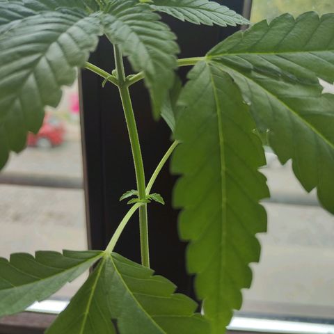 Purple Queen  growlog timeline photo