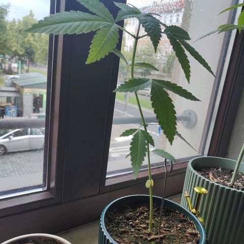 Purple Queen  growlog timeline photo