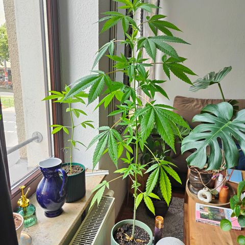 Speedy Chile Lady growlog timeline photo