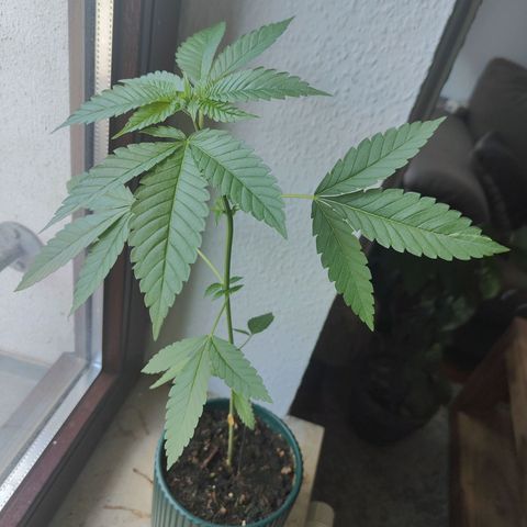 Purple Queen  growlog timeline photo