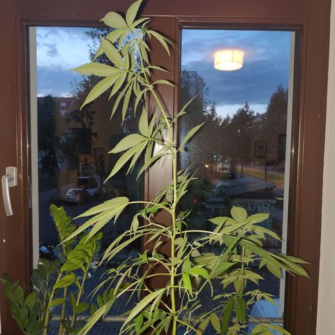 Speedy Chile Lady growlog timeline photo
