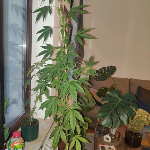 Speedy Chile Lady growlog timeline photo