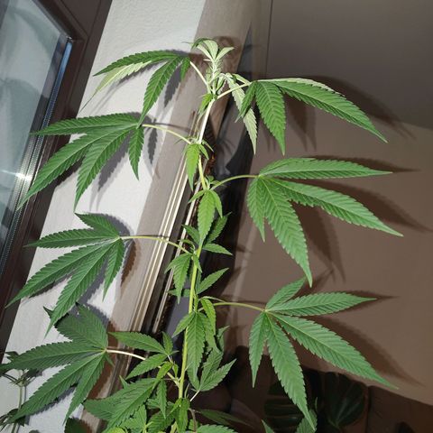 Speedy Chile Lady growlog timeline photo