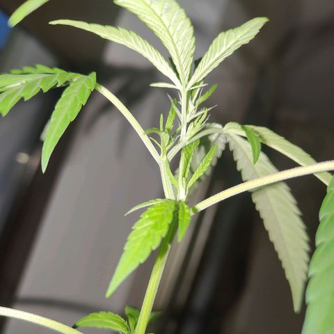 Speedy Chile Lady growlog timeline photo