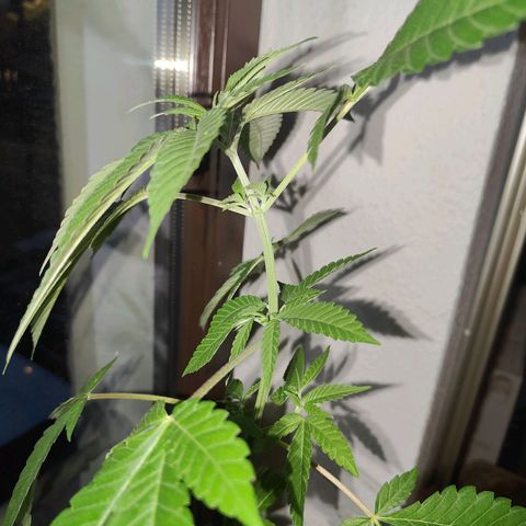 Purple Queen  growlog timeline photo