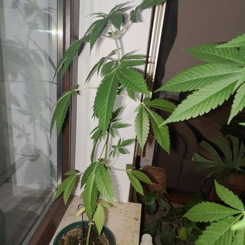 Purple Queen  growlog timeline photo