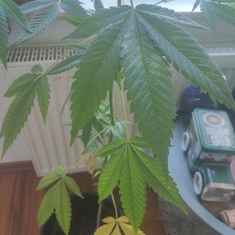 Speedy Chile Lady growlog timeline photo