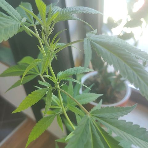 Speedy Chile Lady growlog timeline photo