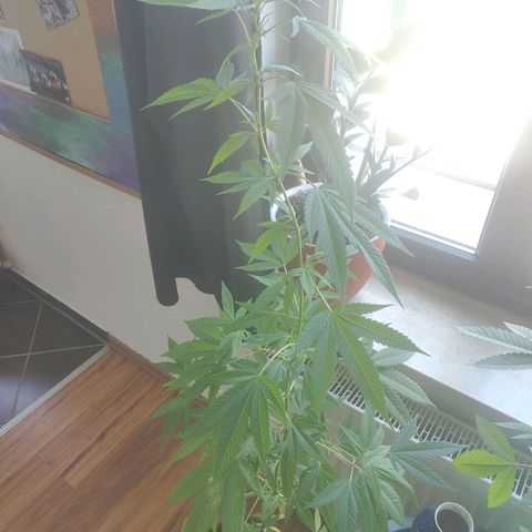Speedy Chile Lady growlog timeline photo