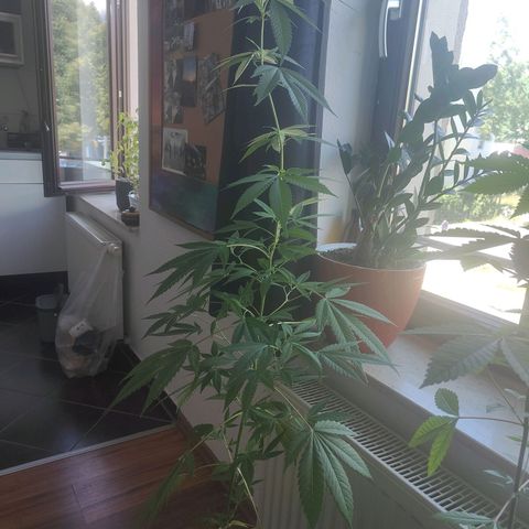 Speedy Chile Lady growlog timeline photo