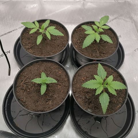 Black Domina #4 growlog timeline photo
