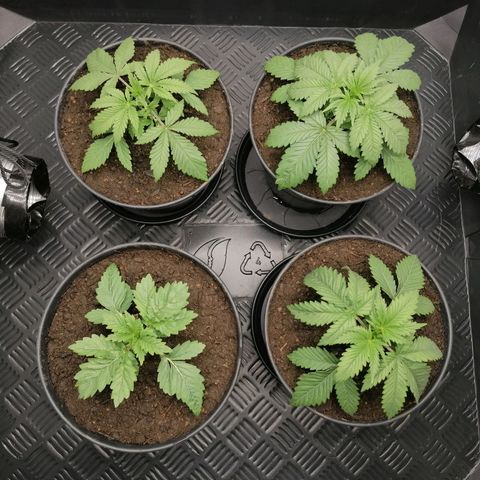 Black Domina #4 growlog timeline photo