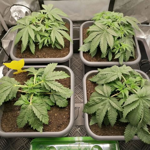 Black Domina #4 growlog timeline photo