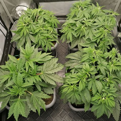Black Domina #4 growlog timeline photo