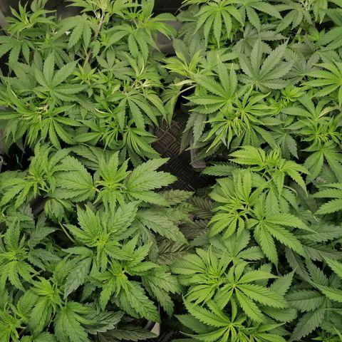 Black Domina #4 growlog timeline photo