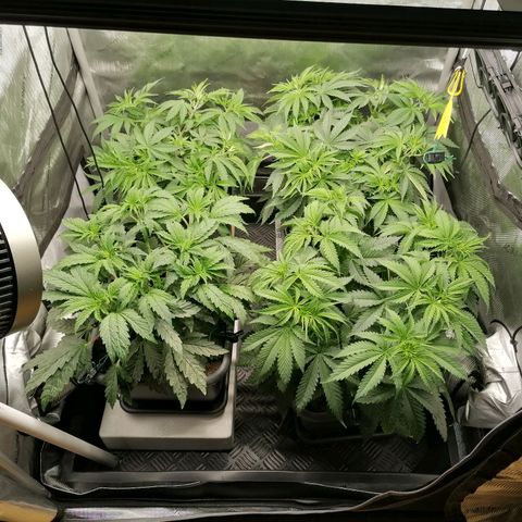 Black Domina #4 growlog timeline photo