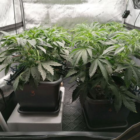 Black Domina #4 growlog timeline photo