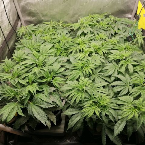 Black Domina #4 growlog timeline photo
