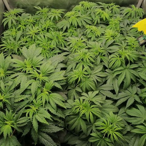 Black Domina #4 growlog timeline photo