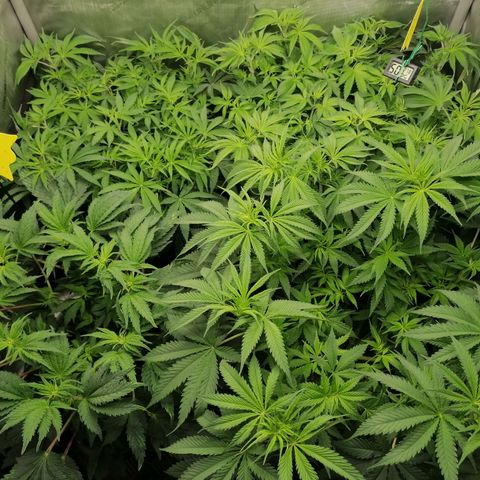 Black Domina #4 growlog timeline photo