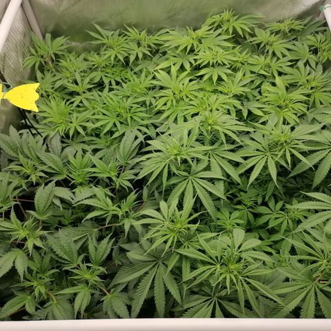 Black Domina #4 growlog timeline photo
