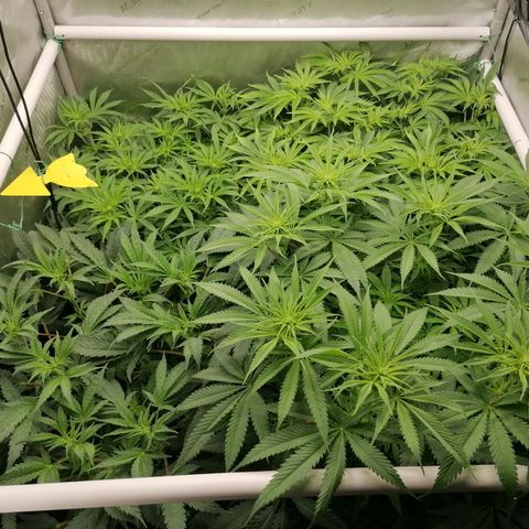 Black Domina #4 growlog timeline photo