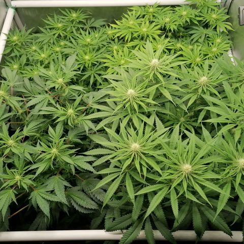 Black Domina #4 growlog timeline photo