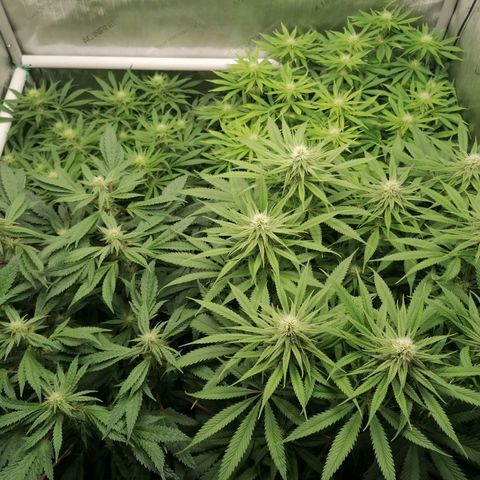 Black Domina #4 growlog timeline photo