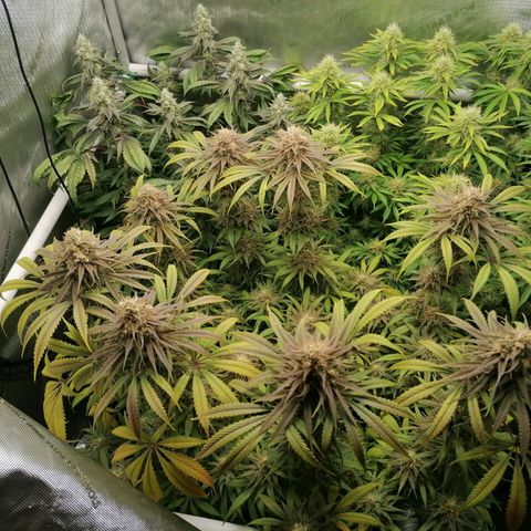 Black Domina #4 growlog timeline photo