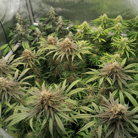 Black Domina #4 growlog timeline photo