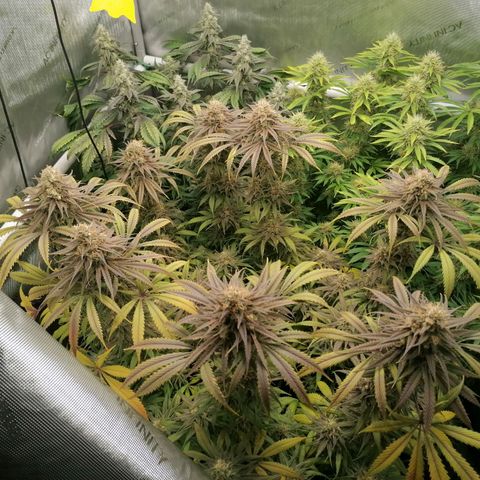 Black Domina #4 growlog timeline photo