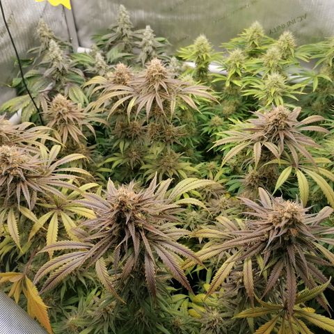 Black Domina #4 growlog timeline photo